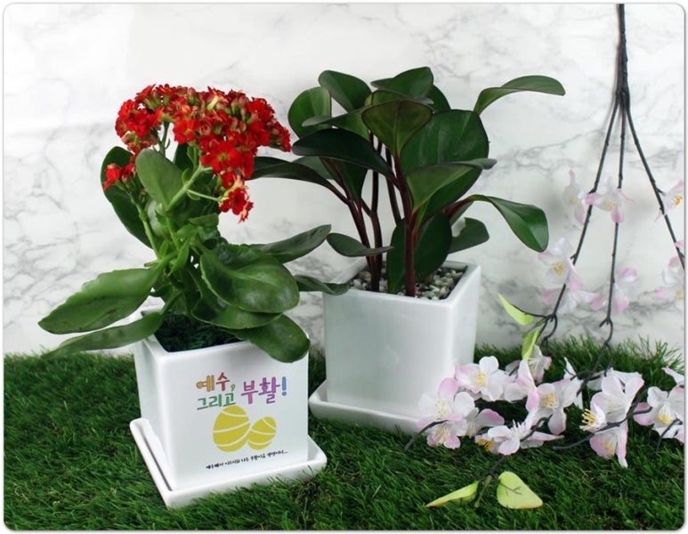 조아그린 이미지