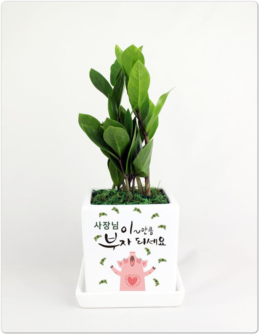 조아그린 이미지