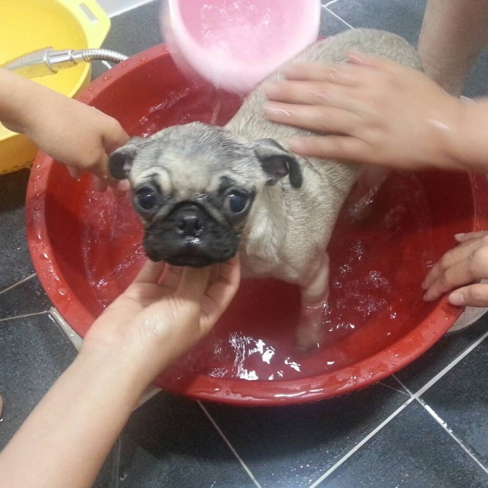 빵댕이 이미지