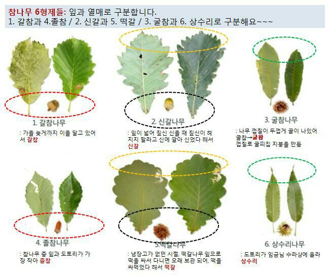참나무 3형제 이미지