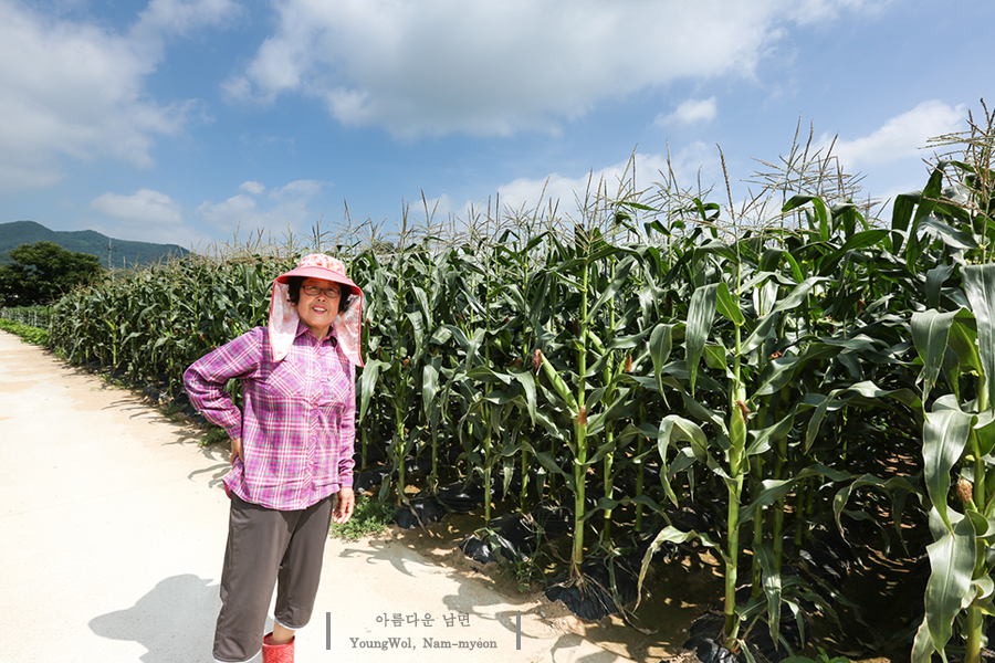 남면옥수수 이미지