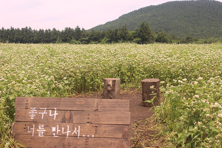 표선생각 이미지