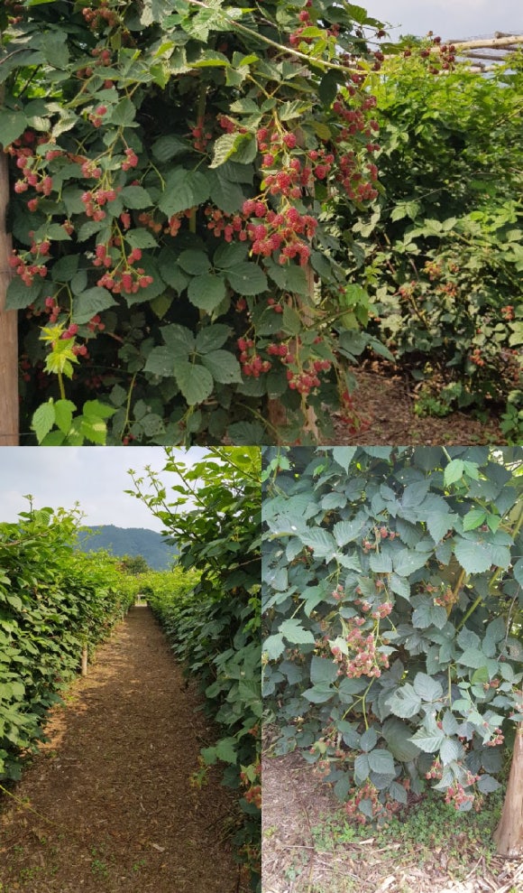승천농장 이미지