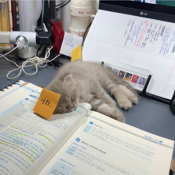 하냥 이미지