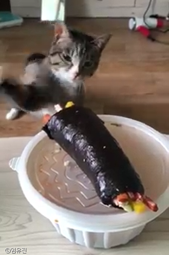 고양이김밥 이미지