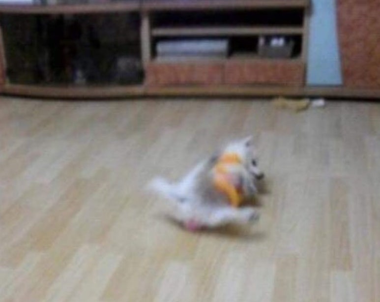 돼지보쓰 이미지