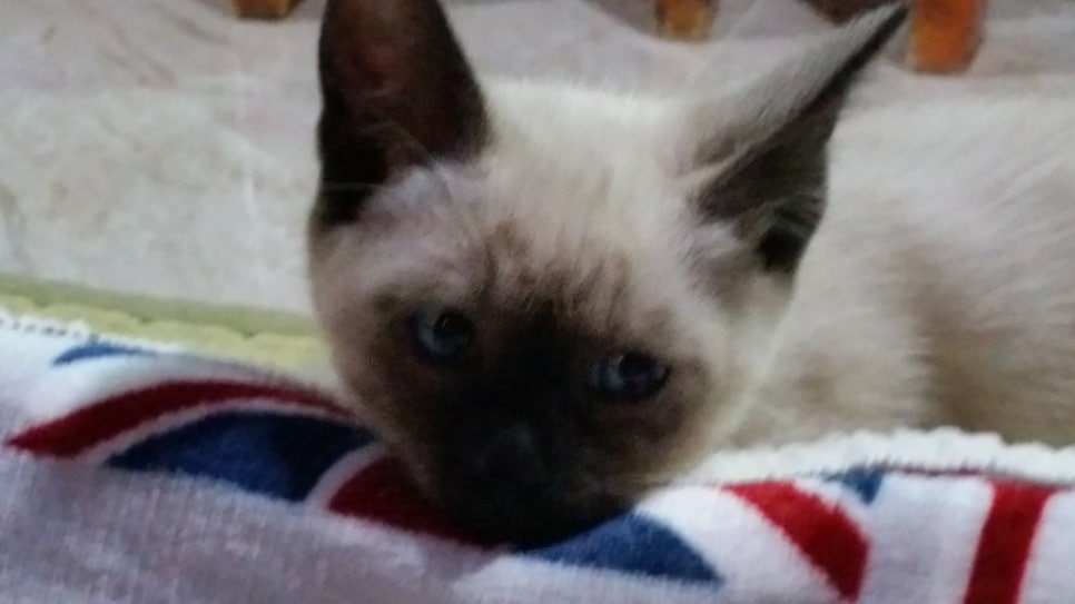 삼층고양이 이미지