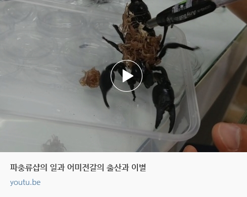 전갈샵 이미지
