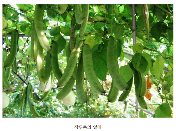 어매작두콩 이미지