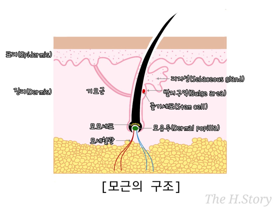 에이치스토리 이미지