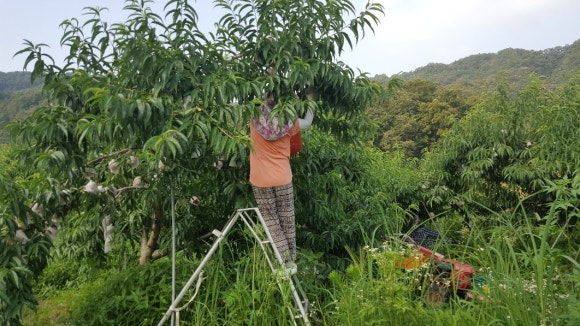 강가네농장 이미지