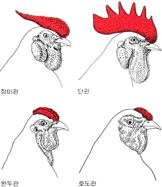 Noblesse노블레스 이미지