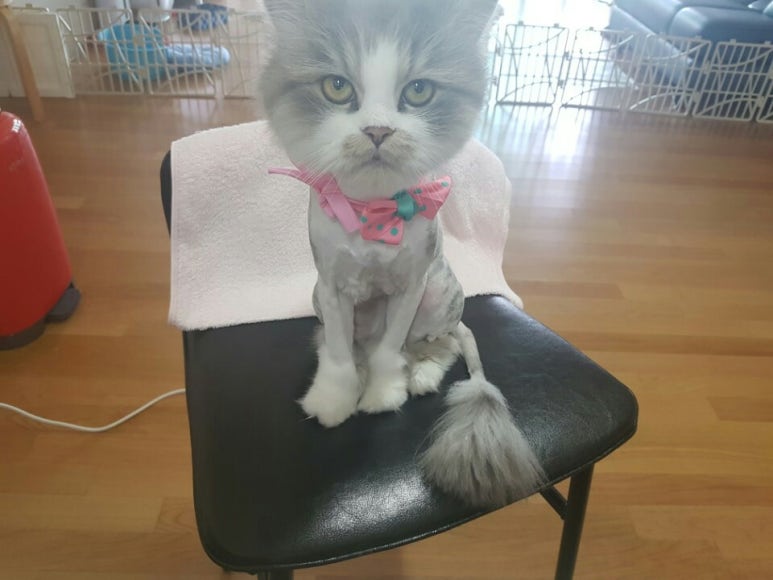 샤샤미용실 이미지