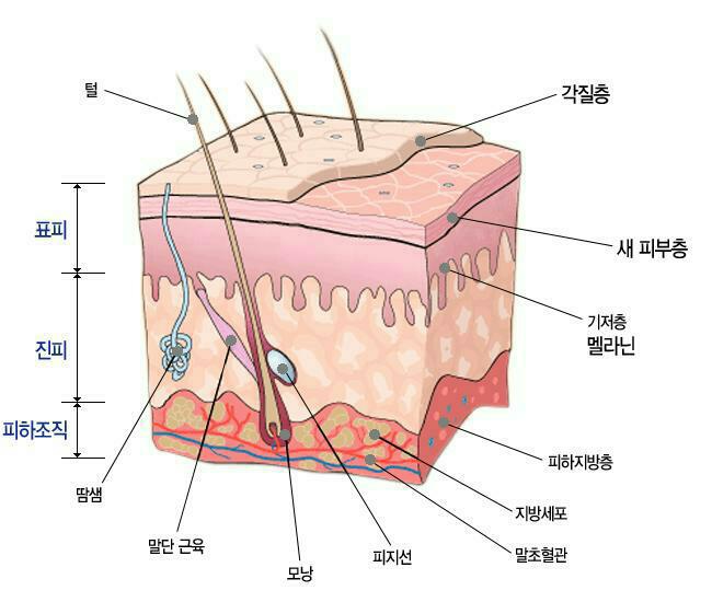 판디스 이미지