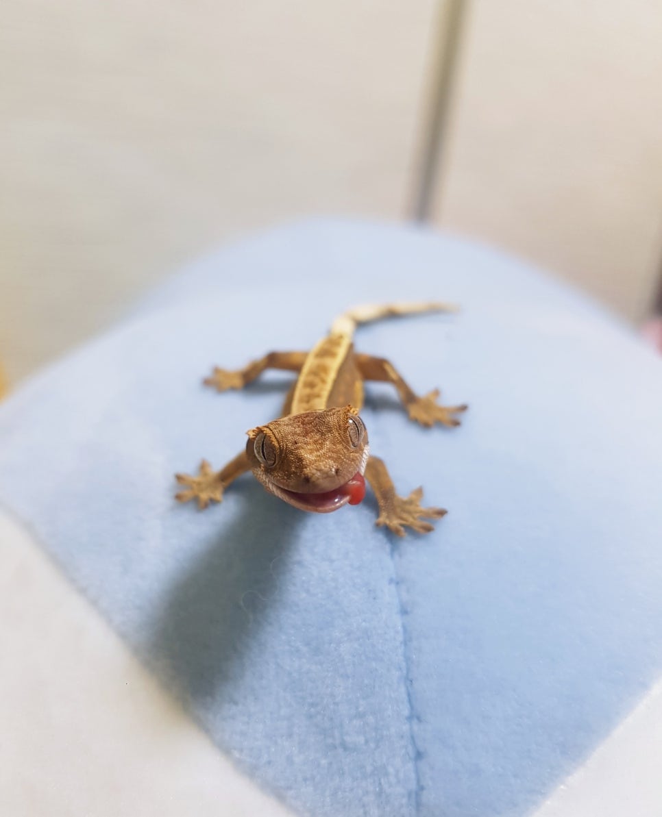 (주)크레푸드 이미지