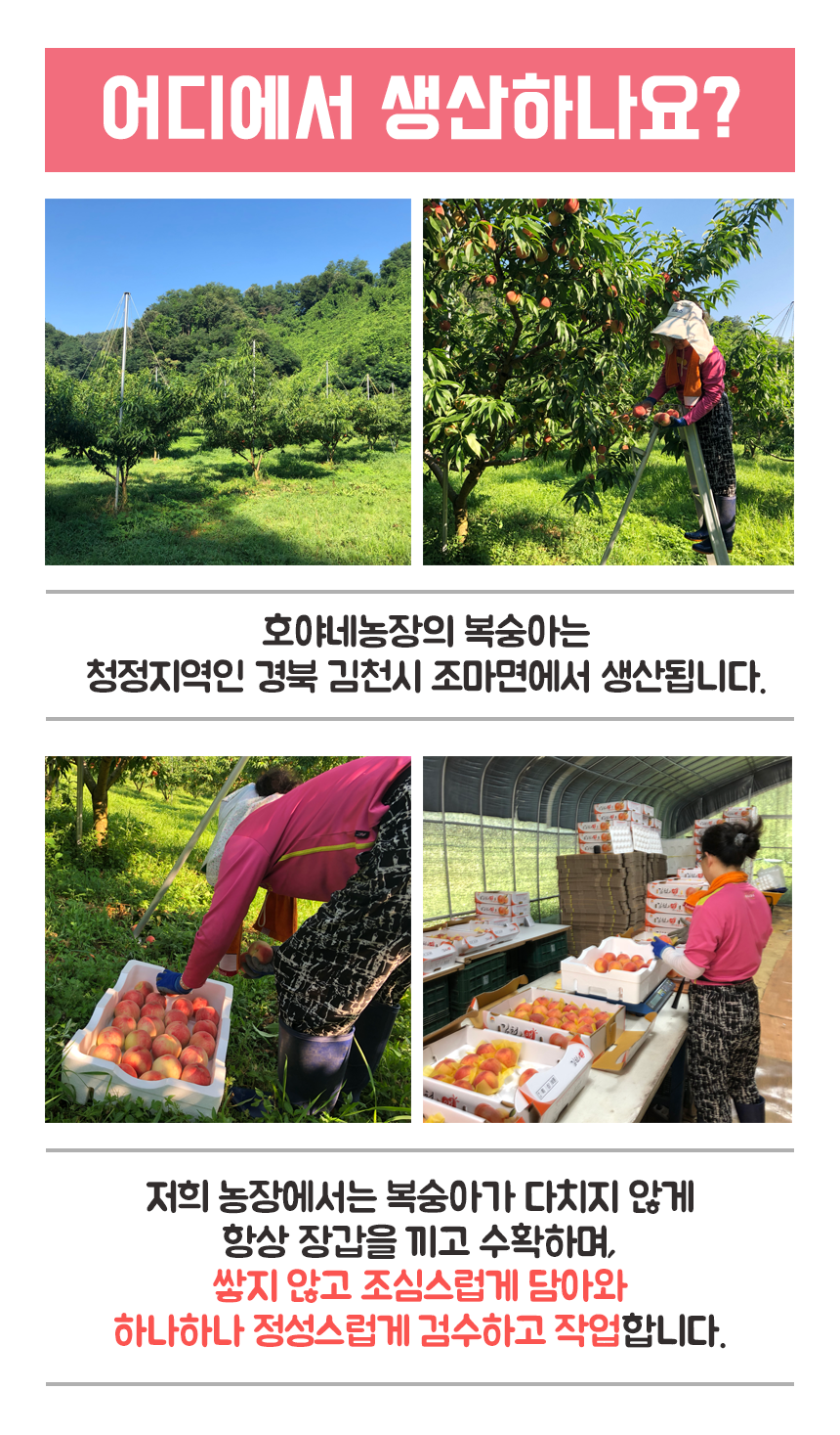 호야네농장 이미지