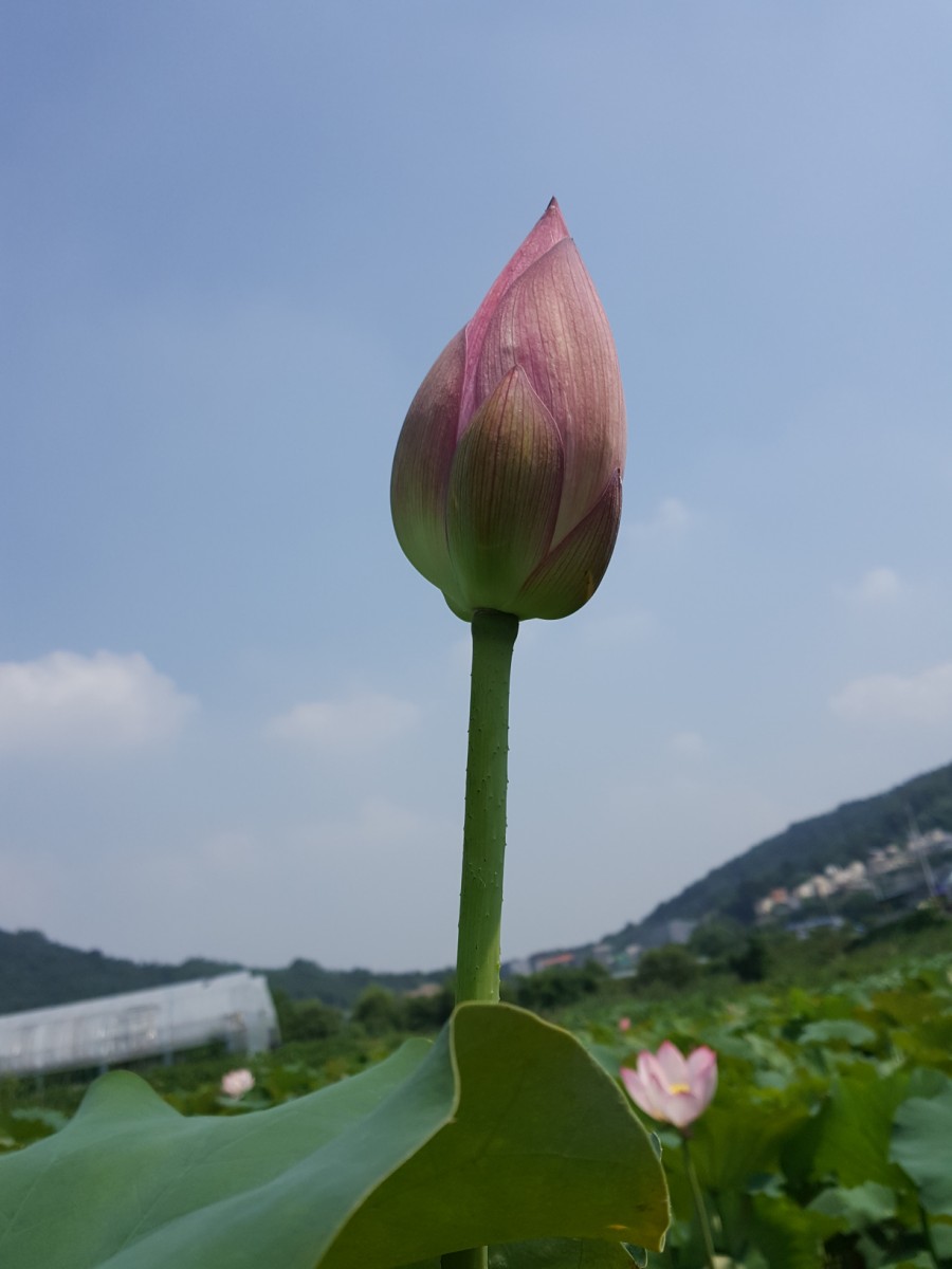백설연차 이미지