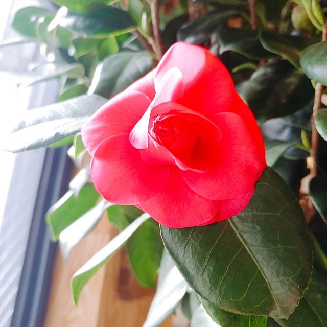 신은다방 이미지