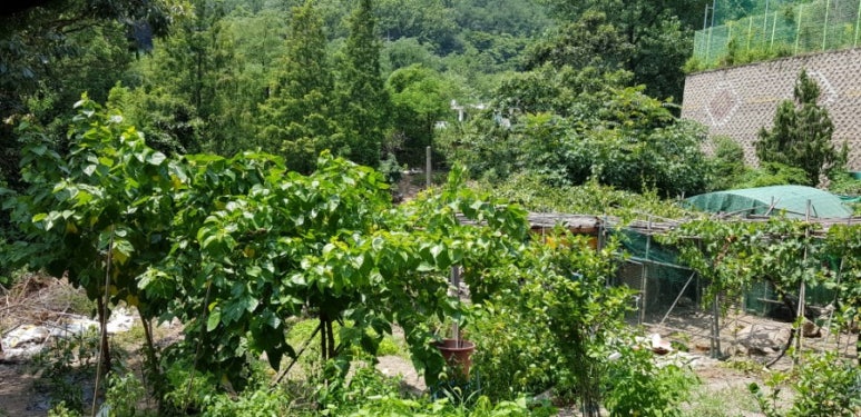 임금님국시 이미지