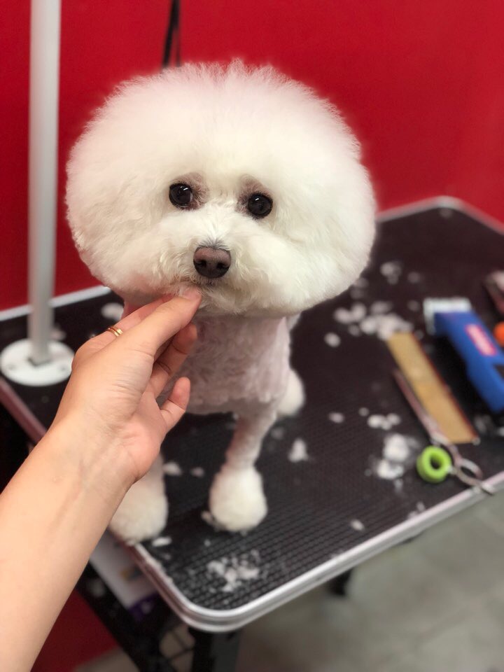 강두부 이미지
