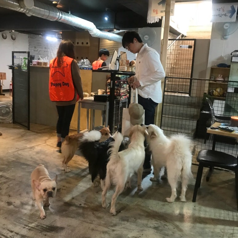 댕댕카페 이미지