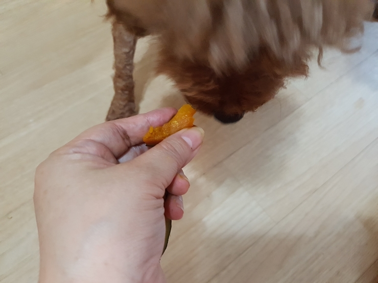 지니파파 이미지