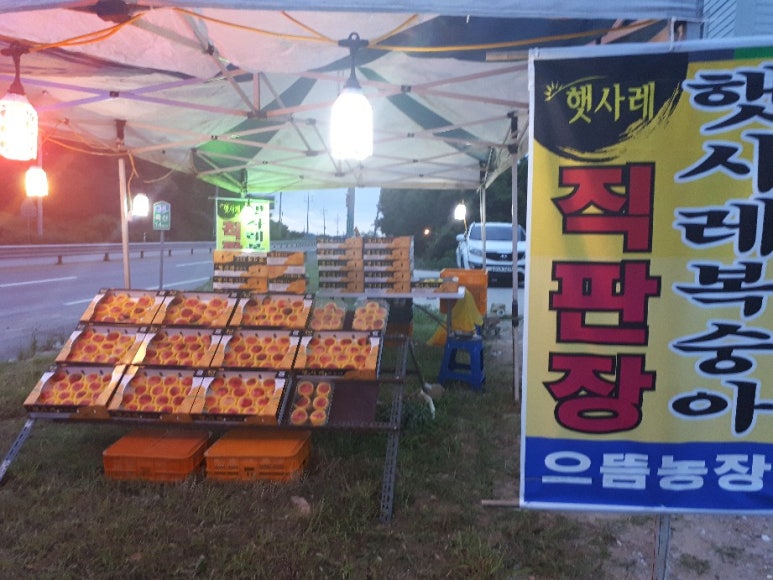 으뜸 복숭아 풍경 이미지