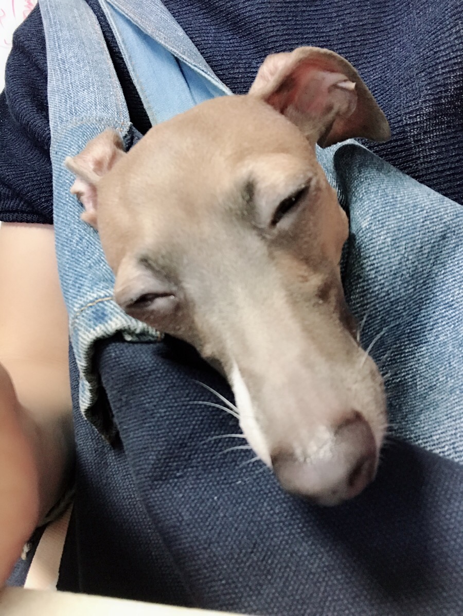 로이샾 이미지