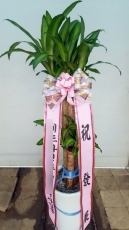 안젤라플라워 이미지