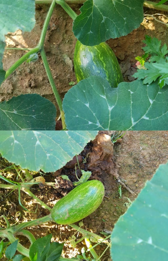 영미네민박 이미지
