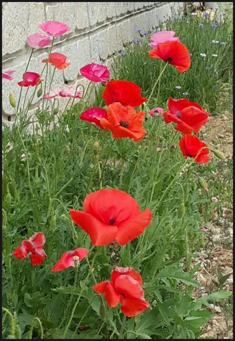 수레담 이미지