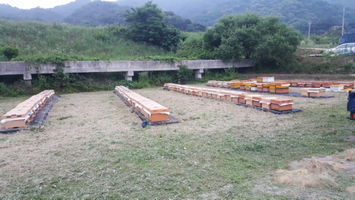 지경벌꿀 이미지