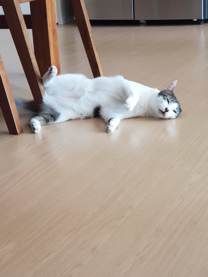 캡틴홍 이미지