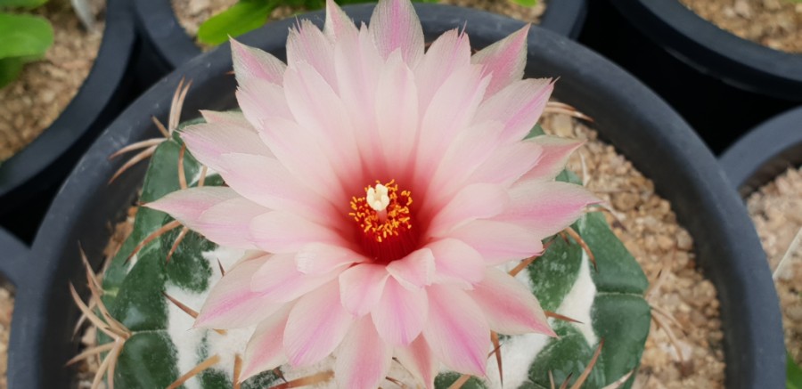 코끼리다육 이미지