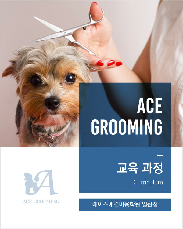 에이스애견미용학원 이미지