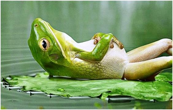 Frog(프로그) 이미지