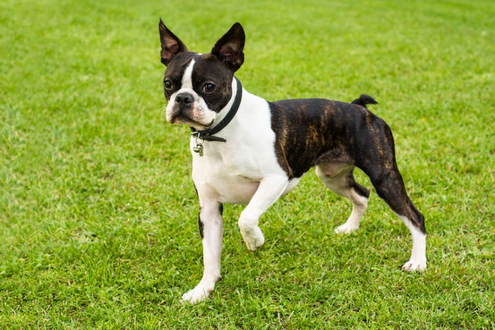 불독(bulldog) 이미지