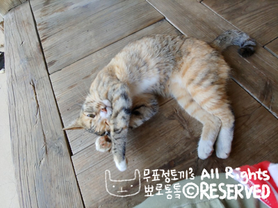 강진소소원 이미지