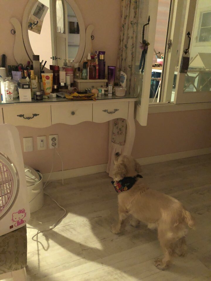 고카인 이미지