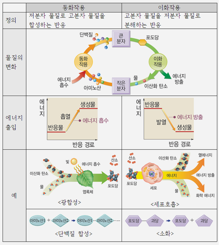 생명 시스템의 유지에 필요한 물질대사와 생체 촉매 : 네이버 블로그