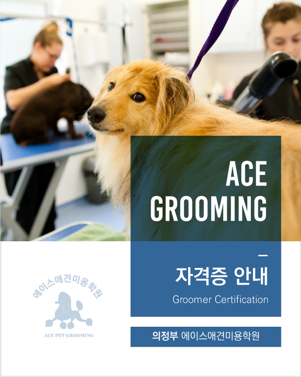 에이스애견미용학원 이미지