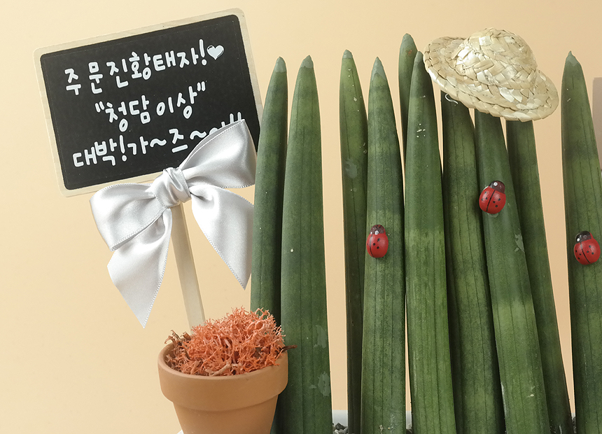 이자카야화분 이미지
