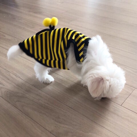 빵댕이 이미지