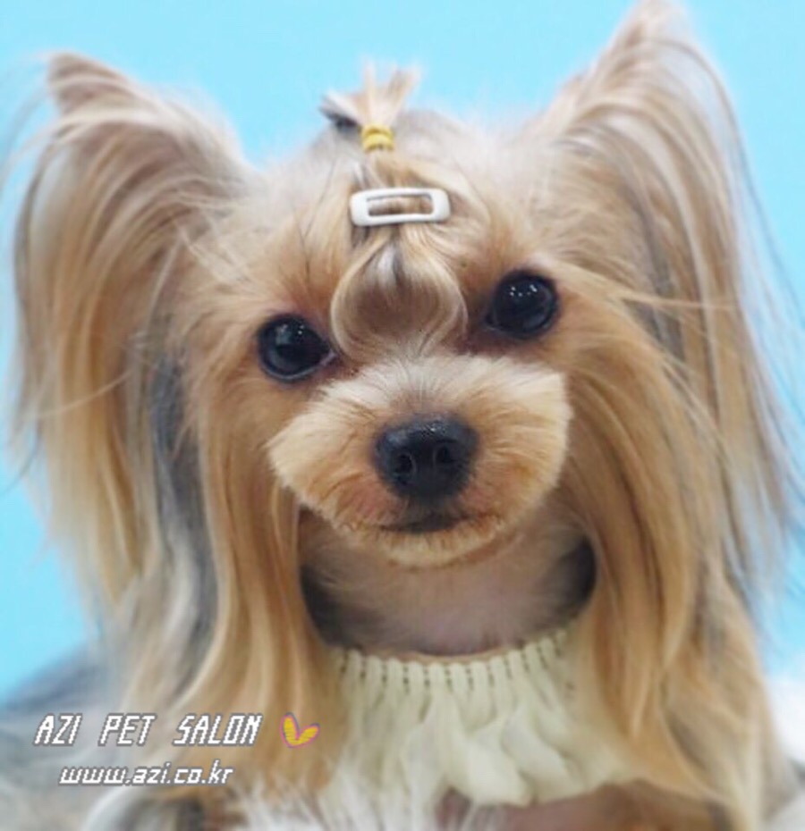 요미살롱 이미지