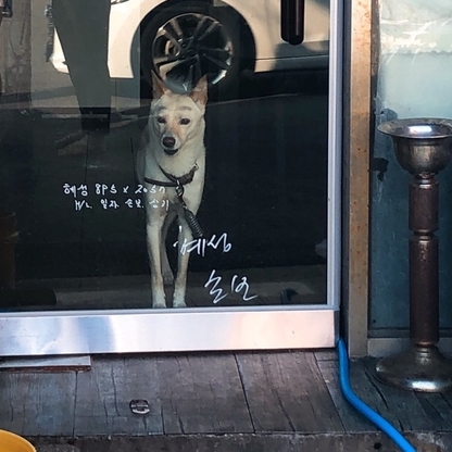 앨리스702 이미지