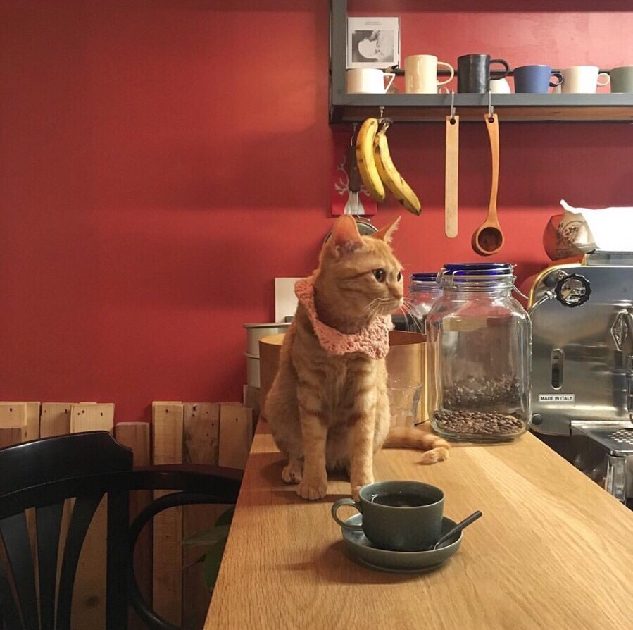 고니카페 이미지