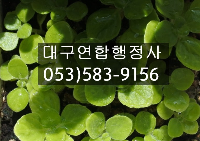 행정사김덕수 이미지