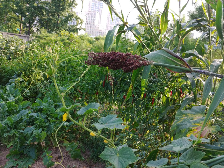 목동텃밭 이미지