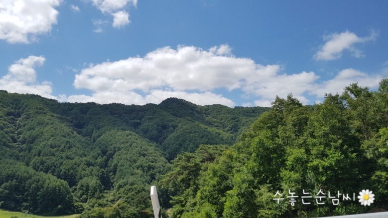 사랑나무 캠핑장 이미지