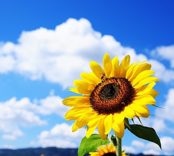 SUN플라워 이미지